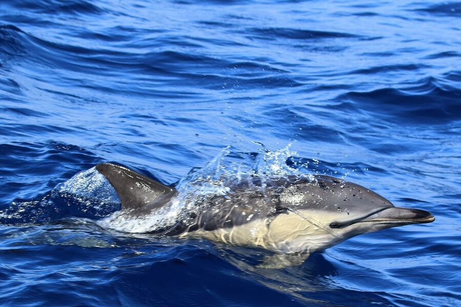 Rabo de Peixe: Sperm Whale Sanctuary Expedition - Comfort, Sea Conditions, and Who Should Go