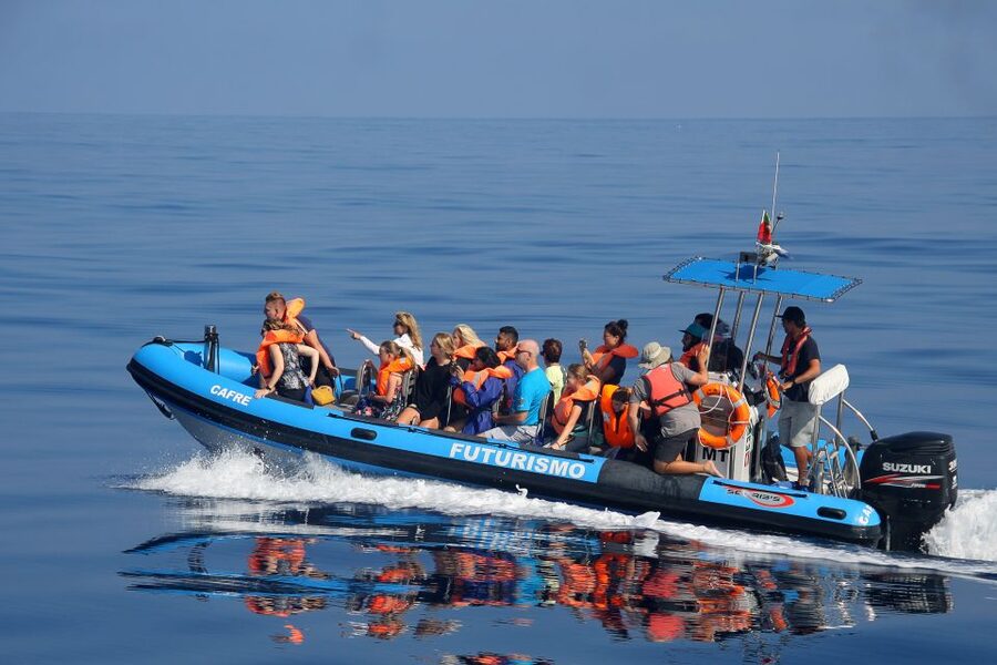 Rabo de Peixe: Sperm Whale Sanctuary Expedition - How the Return to Rabo de Peixe Works