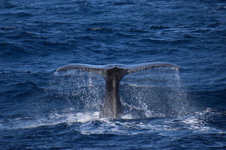 Rabo de Peixe: Sperm Whale Sanctuary Expedition - How This Experience Compares With a Basic Whale-Watching Cruise