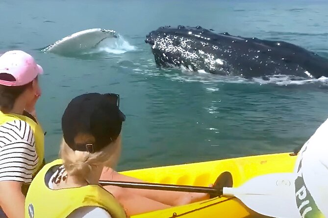 Rainbow Beach: Whale Watching Ocean Kayak Tour & Beach 4X4 - What the whale encounter may look like