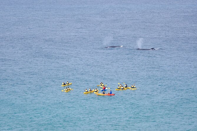 Rainbow Beach: Whale Watching Ocean Kayak Tour & Beach 4X4 - Beach time, swimming, and the last part of the morning
