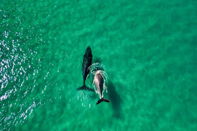 Rainbow Beach: Whale Watching Ocean Kayak Tour & Beach 4X4 - Is $109.02 good value?