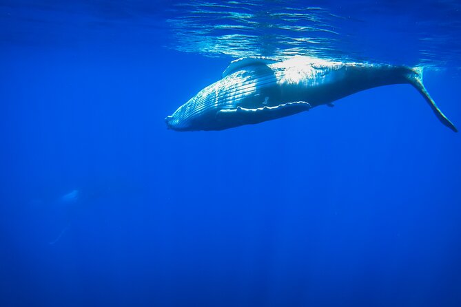 Respectful whale excursion to Tahiti in 4h30 - Searching for humpbacks from Papeete Marina
