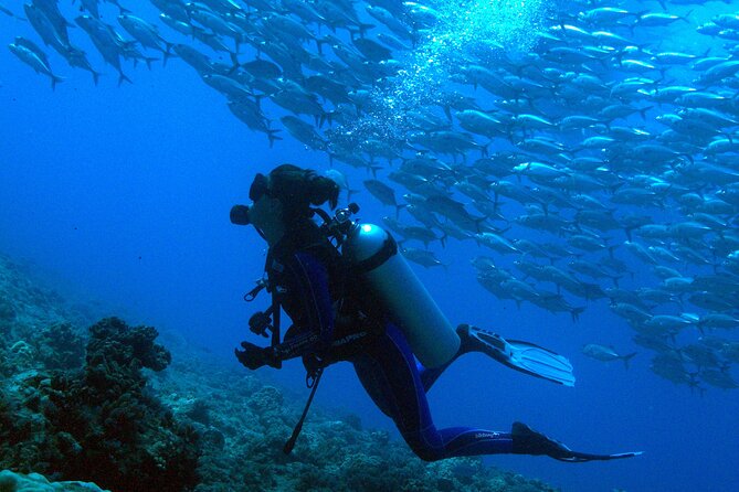 Respectful whale excursion to Tahiti in 4h30 - The final 30 minutes: fruit, drinks, and snorkeling