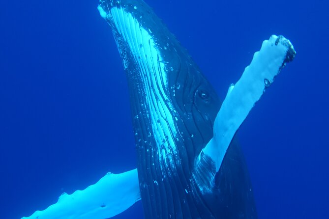 Respectful whale excursion to Tahiti in 4h30 - What swimming near whales really involves