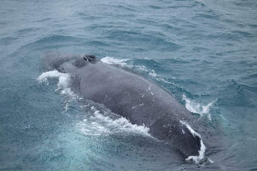 Reykjavik: Best Value Whale Watching Boat Tour - Key things to know before sailing