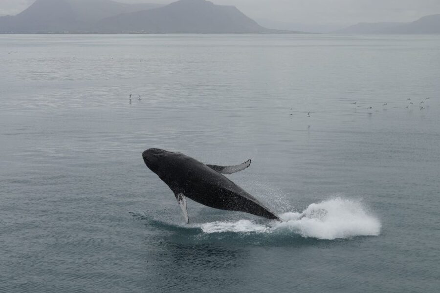 Reykjavik: Best Value Whale Watching Boat Tour - Who should book this Reykjavik whale tour?