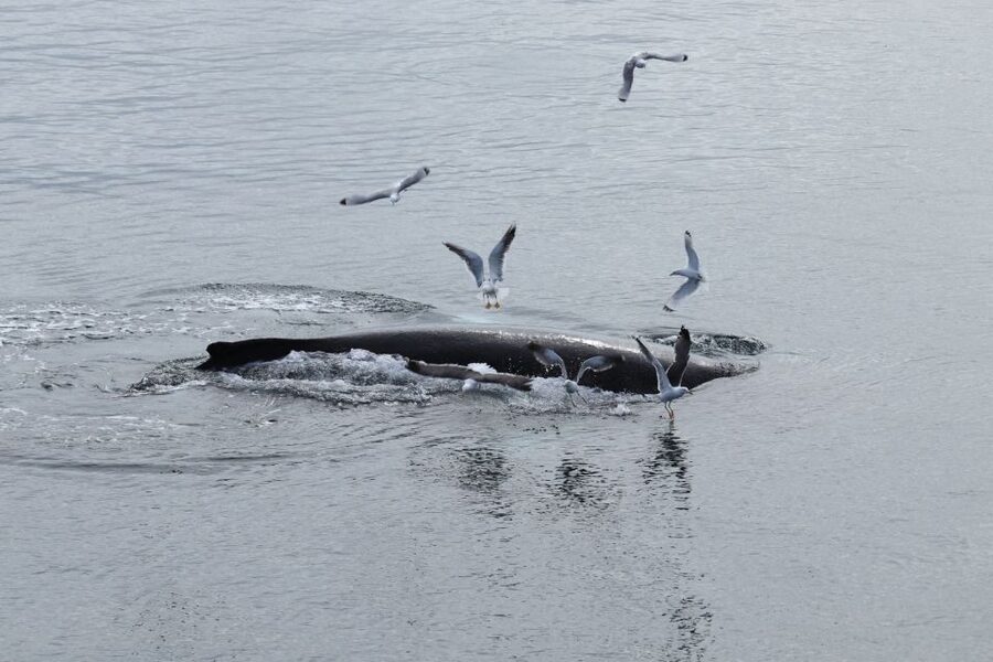 Reykjavik: Best Value Whale Watching Boat Tour - Leaving from Reykjavik’s Old Harbour