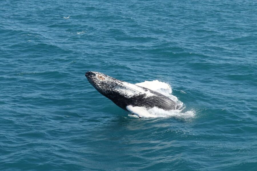 Reykjavik: Best Value Whale Watching Boat Tour - What the guides add to the experience