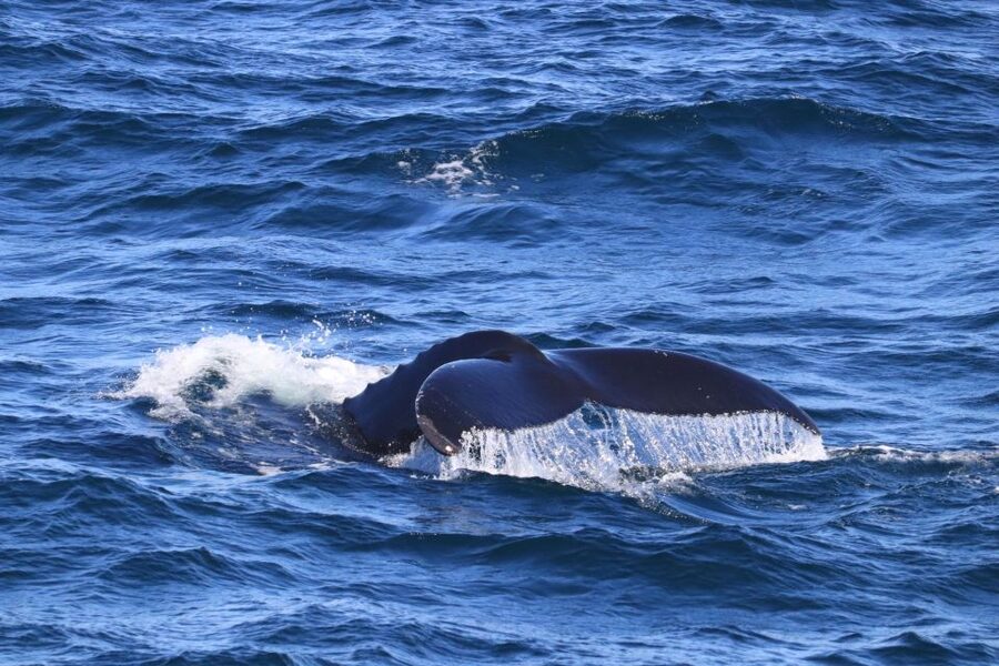 Reykjavik: Best Value Whale Watching Boat Tour - A boat made for Icelandic weather
