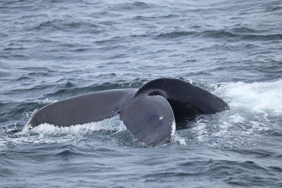Reykjavik: Best Value Whale Watching Boat Tour - How much wildlife should you expect?