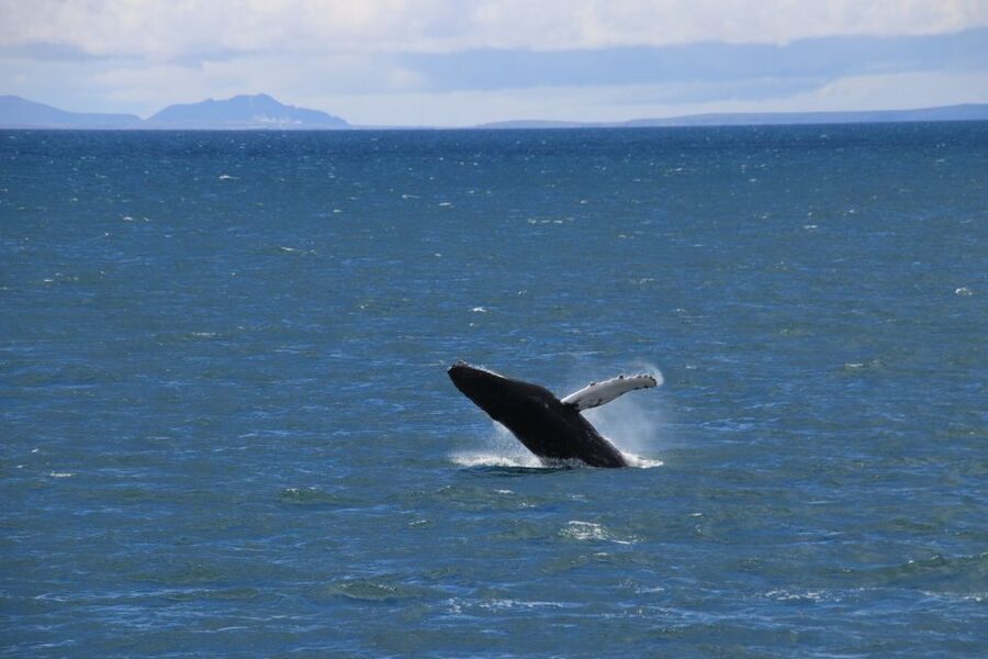 Reykjavik: Best Value Whale Watching Boat Tour - Is $103 a fair price?