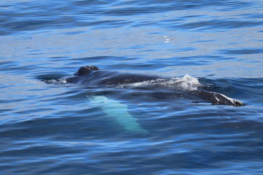 Reykjavik: Best Value Whale Watching Boat Tour - Choosing the best time for your day