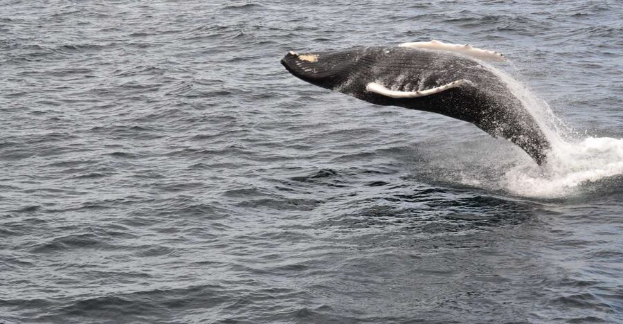 Reykjavik: Best Value Whale Watching Boat Tour - Access, group comfort, and practical limits