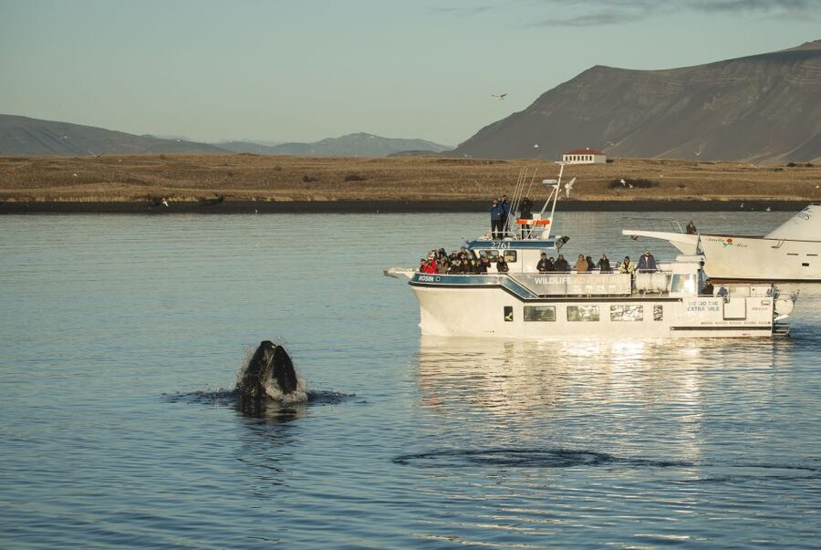 Reykjavík: Midnight Sun Whale Watching Cruise - Key points to know before sailing