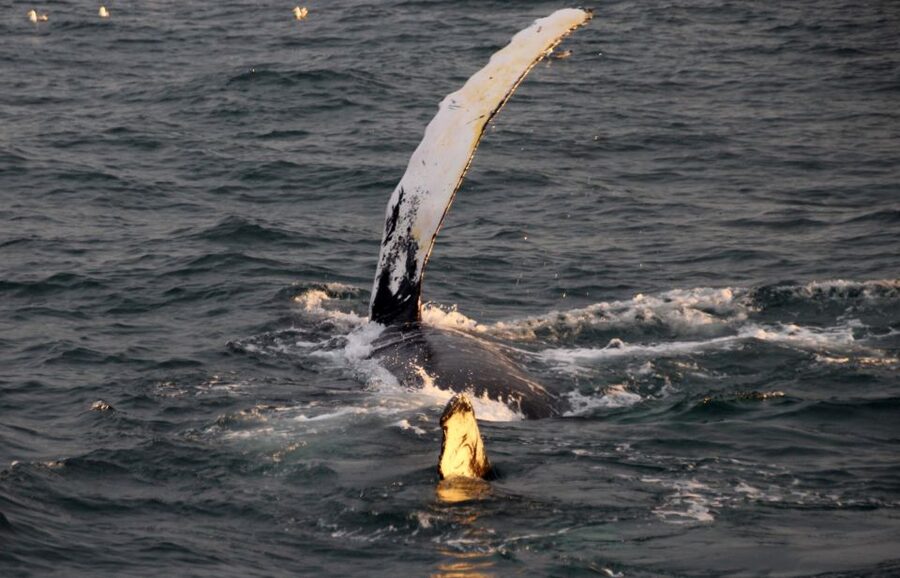 Reykjavík: Midnight Sun Whale Watching Cruise - What Rósin offers during the 2.5 hours