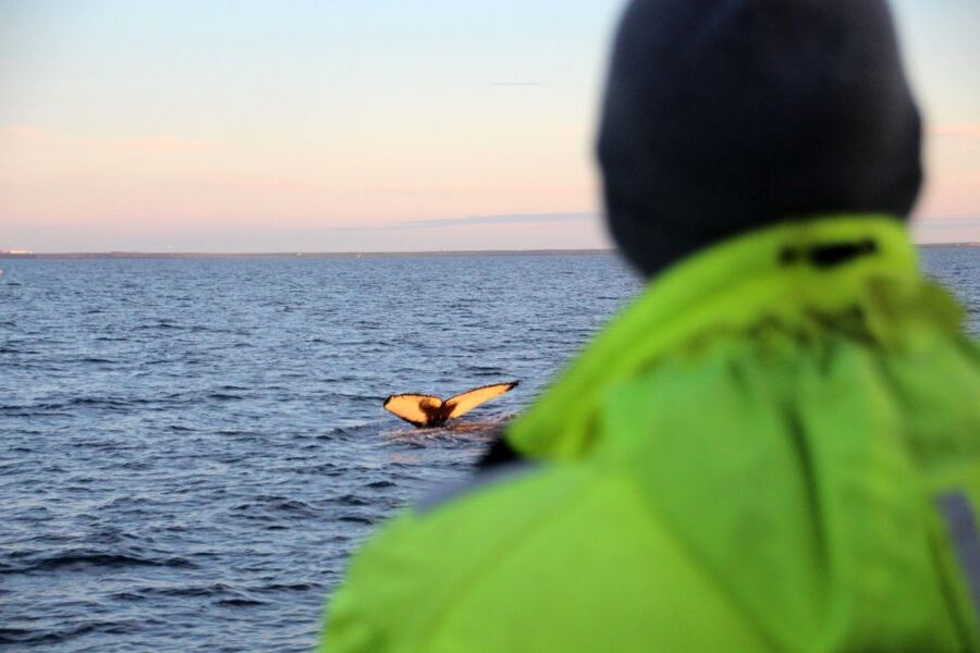 Reykjavík: Midnight Sun Whale Watching Cruise - Searching Faxaflói Bay for four common species