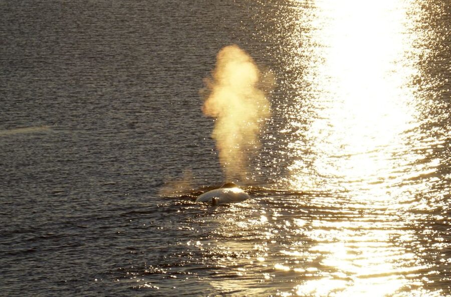 Reykjavík: Midnight Sun Whale Watching Cruise - Staying comfortable on the open water