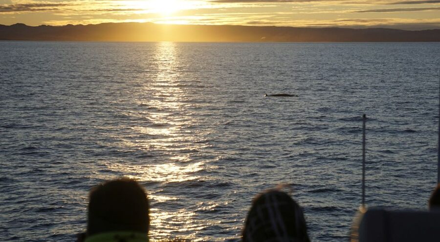 Reykjavík: Midnight Sun Whale Watching Cruise - What the onboard guide adds