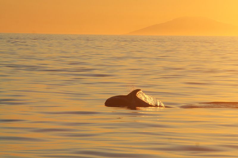 Reykjavik: Midnight Sun Whale Watching Tour - Practical Details Before You Book