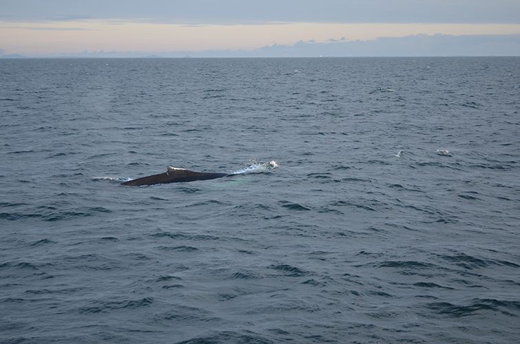 Reykjavik: Midnight Sun Whale Watching Tour - Should You Book the Midnight Sun Whale Watching Tour?