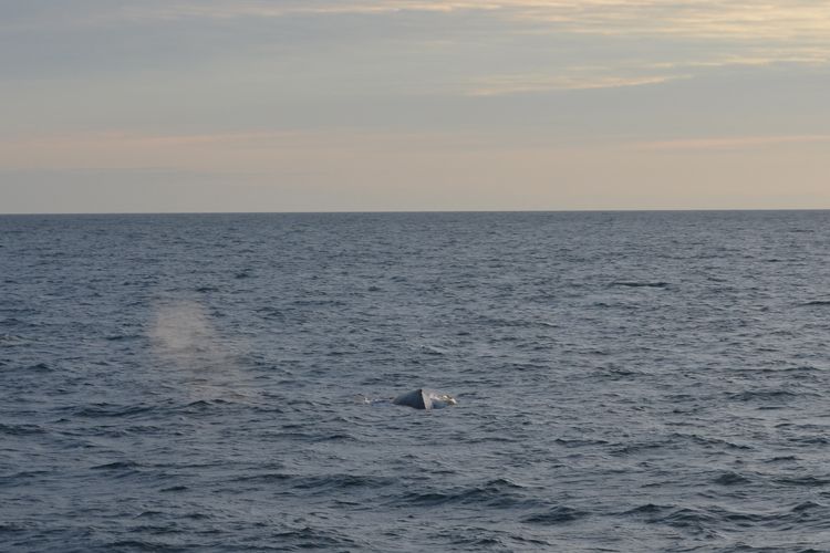 Reykjavik: Midnight Sun Whale Watching Tour - Searching Southern Faxafloi Bay