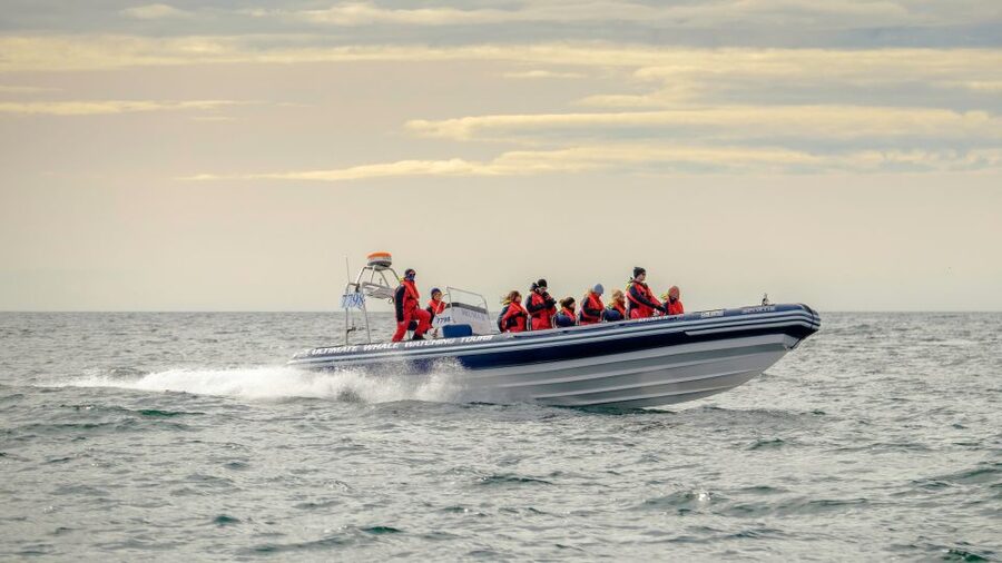 Reykjavik: Premium Whale and Puffin Watching Evening Tour - Why the evening departure works so well