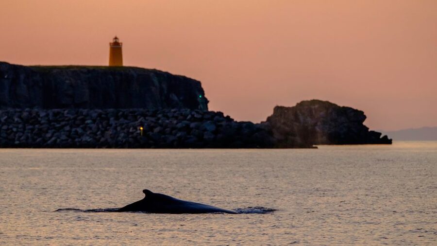 Reykjavik: Premium Whale and Puffin Watching Evening Tour - Puffin islands and the short viewing season