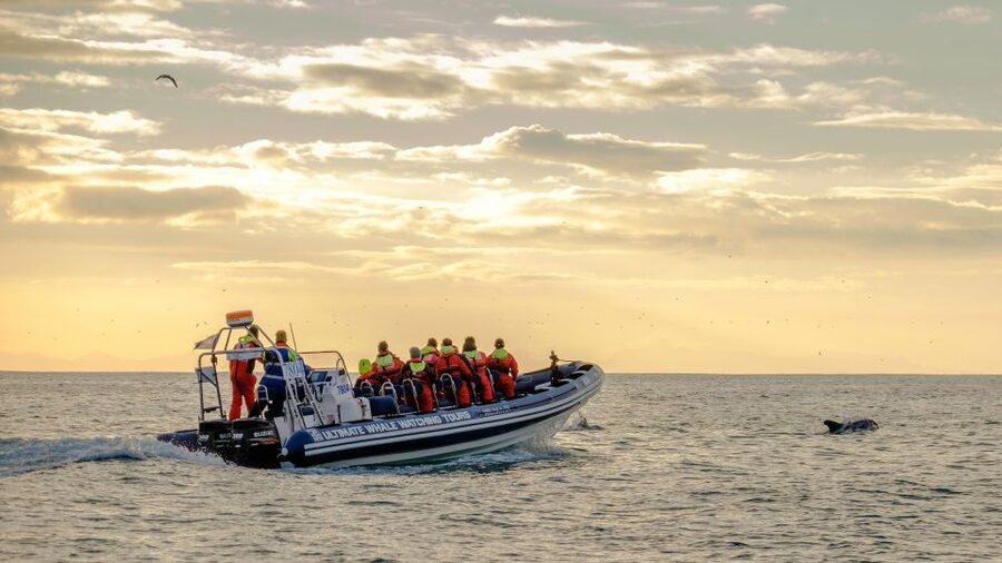 Reykjavik: Premium Whale and Puffin Watching Evening Tour - Searching open water for whales and dolphins