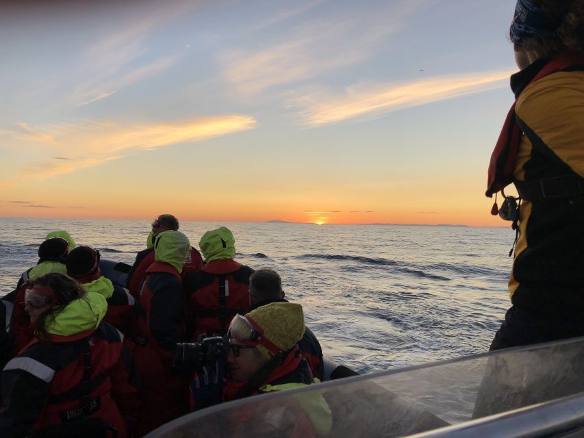 Reykjavik: Premium Whale and Puffin Watching Evening Tour - What to bring and how to prepare