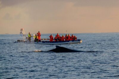 Premium Whale Watching with Flexible Ticket