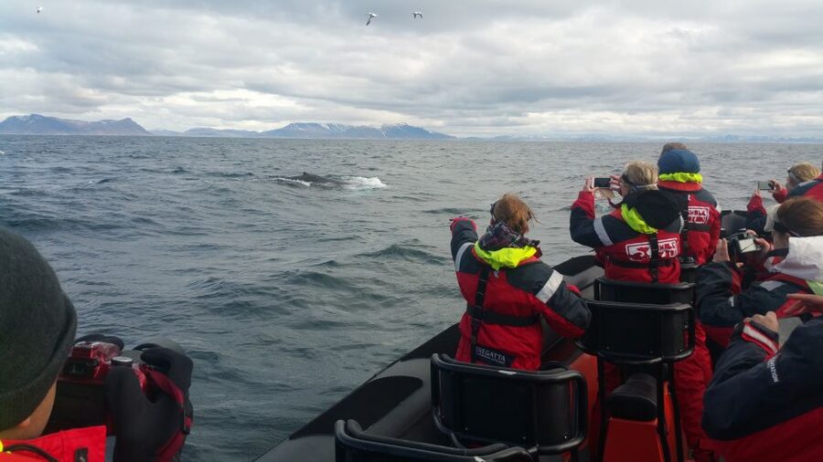 Reykjavik: Premium Whale Watching with Flexible Ticket - The speedboat ride is part of the tour