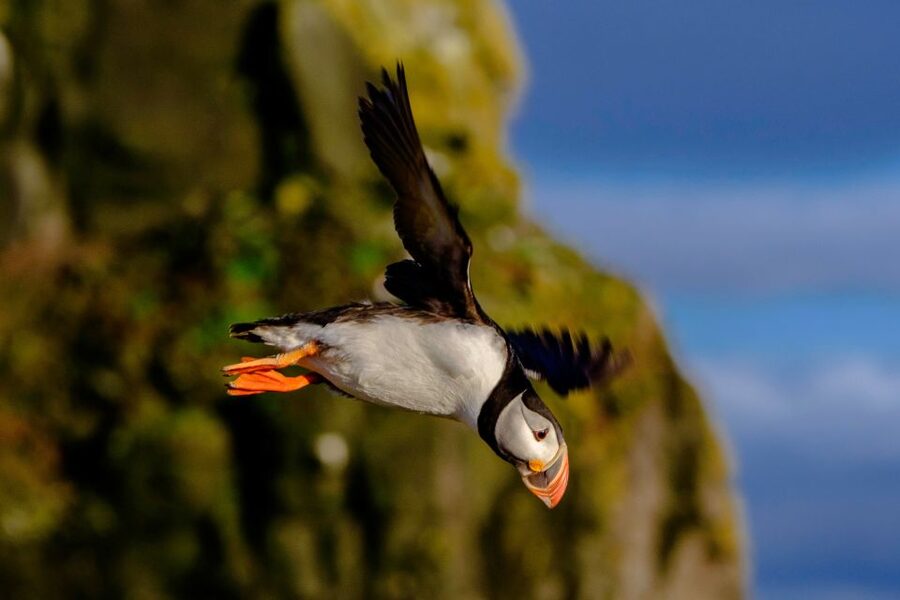 Reykjavik: Premium Whale Watching with Flexible Ticket - Returning along Reykjavik’s shoreline