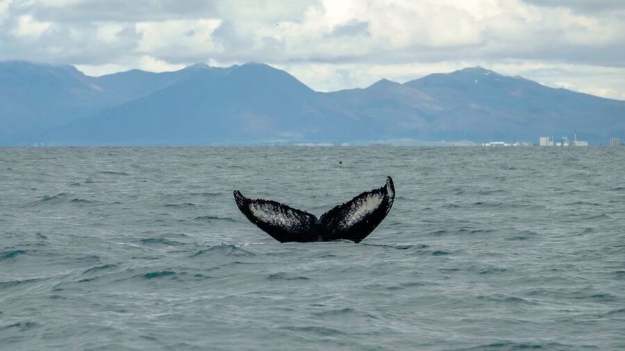 Reykjavik: Premium Whale Watching with Flexible Ticket - What $202 buys you