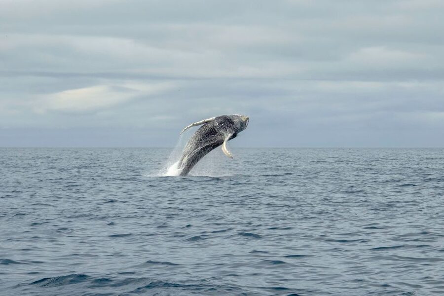 Reykjavik: Premium Whale Watching with Flexible Ticket - Who will enjoy this RIB tour most