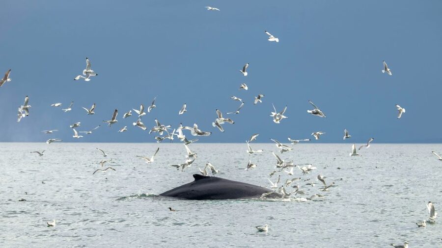 Reykjavik: Premium Whale Watching with Flexible Ticket - Practical ways to improve your chances of enjoying it