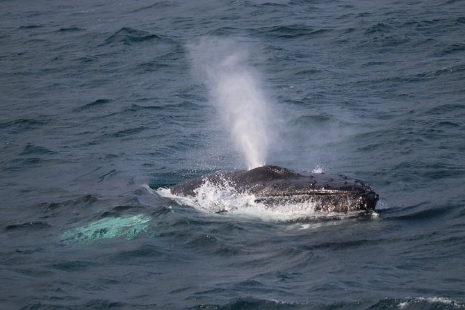Reykjavik Shore Excursion: Whale-Watching Cruise - Key points at a glance