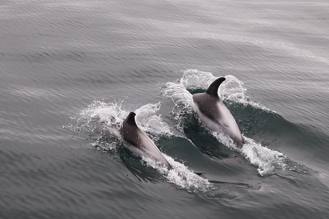 Reykjavik Shore Excursion: Whale-Watching Cruise - Choosing the leisurely or high-speed cruise
