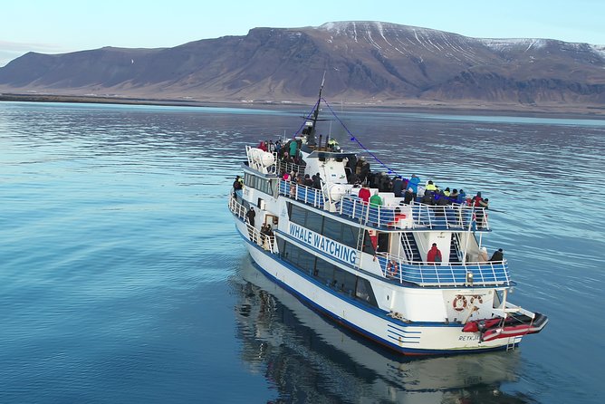 Reykjavik Shore Excursion: Whale-Watching Cruise - Weather, sea conditions, and the risk of no whales