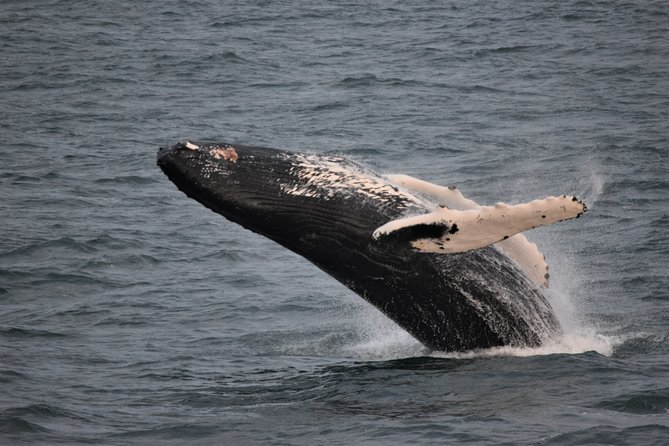 Reykjavik Shore Excursion: Whale-Watching Cruise - Searching for whales around Faxaflói Bay
