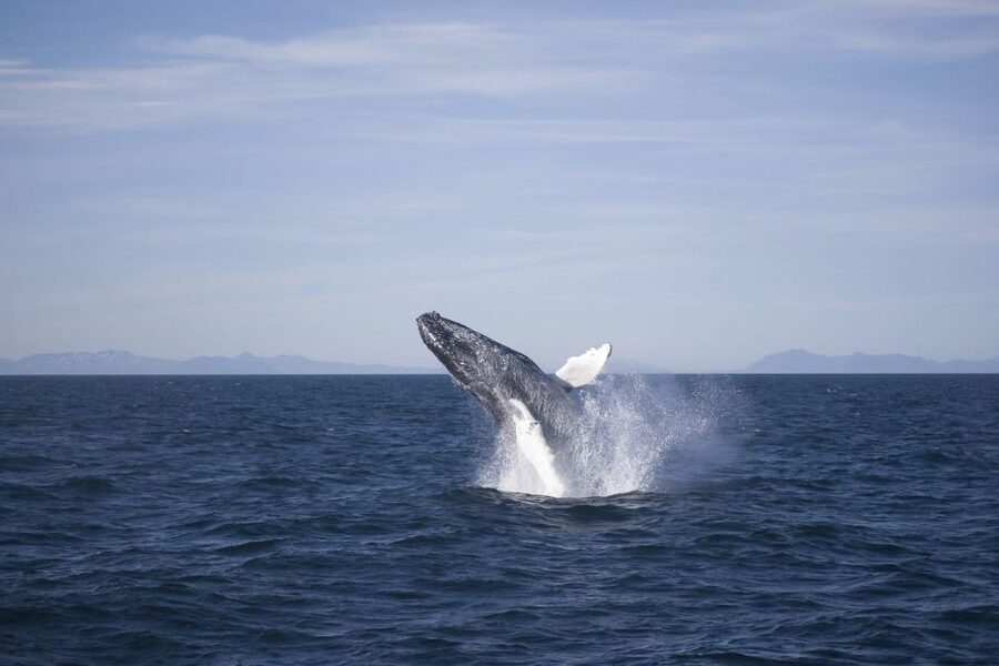 Reykjavik: the Original 3-Hour Whale Watching Tour - Key points to know before sailing