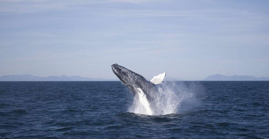 Reykjavik: the Original 3-Hour Whale Watching Tour - What the best sightings are really like