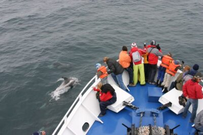 the Original 3-Hour Whale Watching Tour