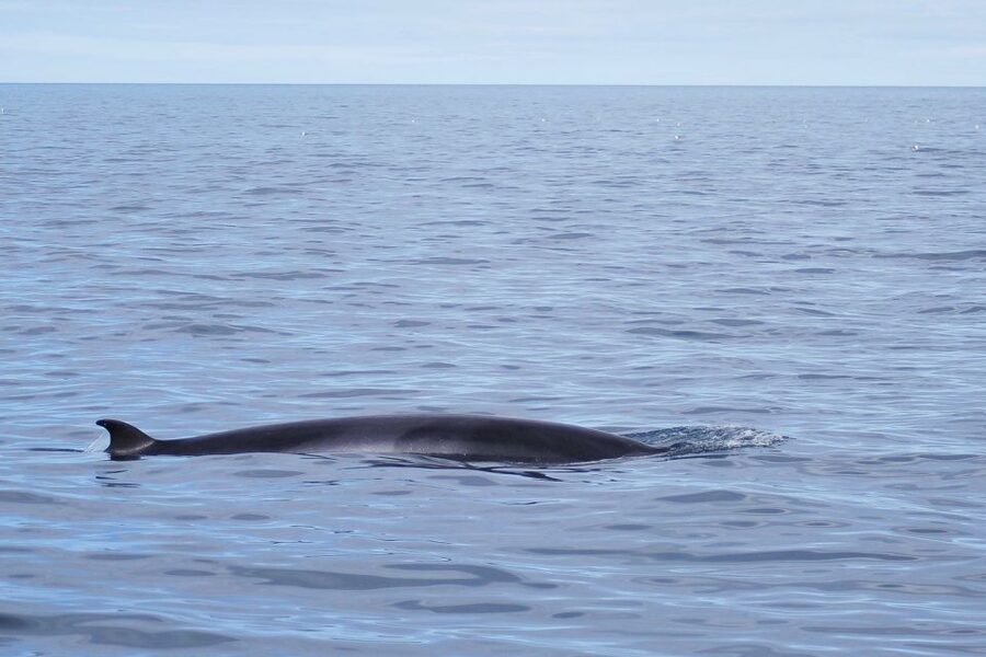 Reykjavik: the Original 3-Hour Whale Watching Tour - A responsible approach to whale watching