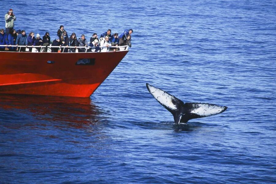 Reykjavik: the Original 3-Hour Whale Watching Tour - The boat, viewing areas, and comfort