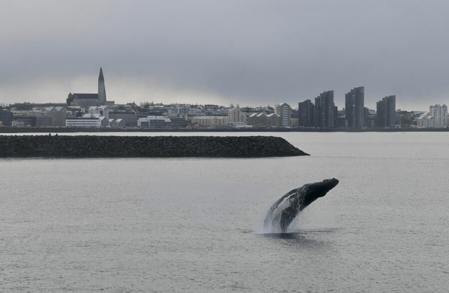 Reykjavik: the Original 3-Hour Whale Watching Tour - How the season changes the experience