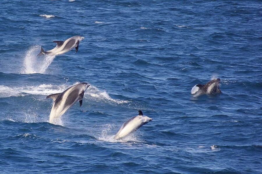 Reykjavik: the Original 3-Hour Whale Watching Tour - Is $108 good value?