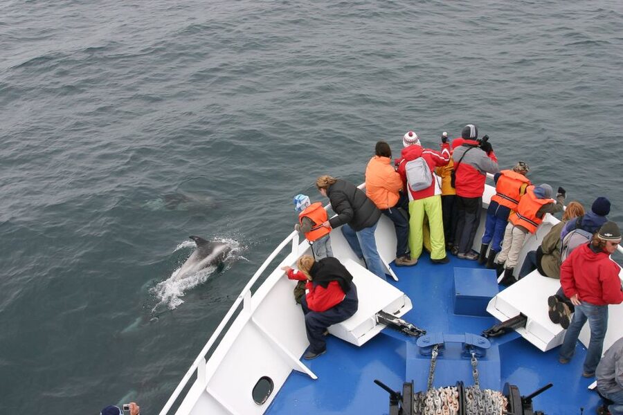 Reykjavik: the Original 3-Hour Whale Watching Tour - Crossing Faxaflói Bay in search of whales