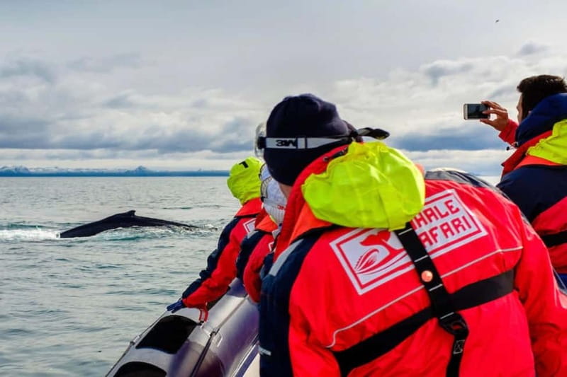 Reykjavik: Whale and Puffin Watching RIB Boat Tour - Key points to know before booking