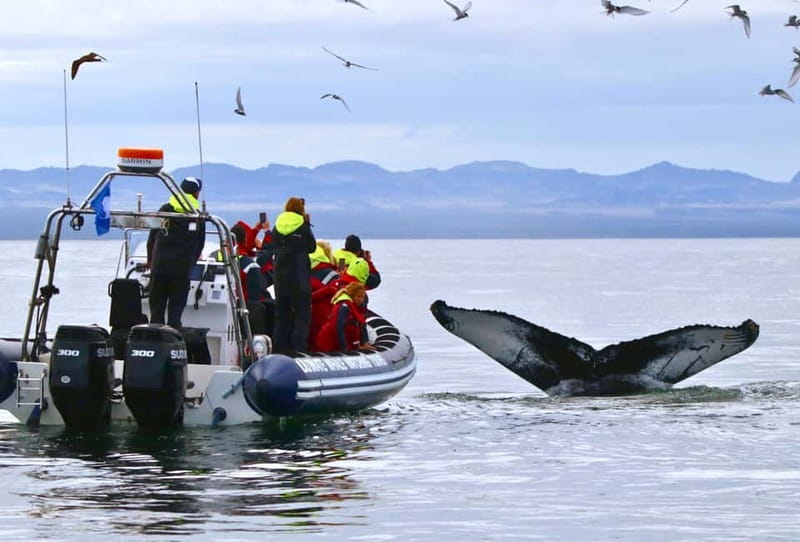 Reykjavik: Whale and Puffin Watching RIB Boat Tour - Searching for whales, dolphins, and porpoises